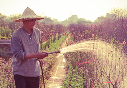 watering-peach-flower