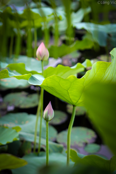 the-lotus.jpg