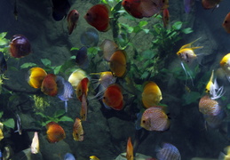 Aquarius-underwater-world