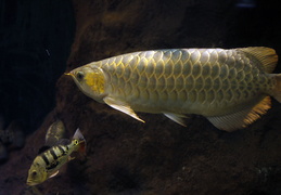 A-dragon-fish