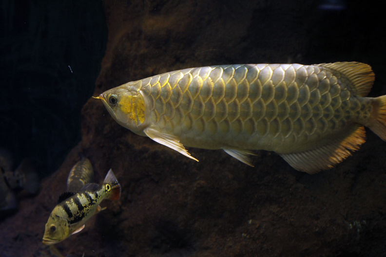A-dragon-fish.jpg
