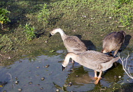 three-geese