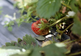 strawberry-in-Dalat-organic-farm