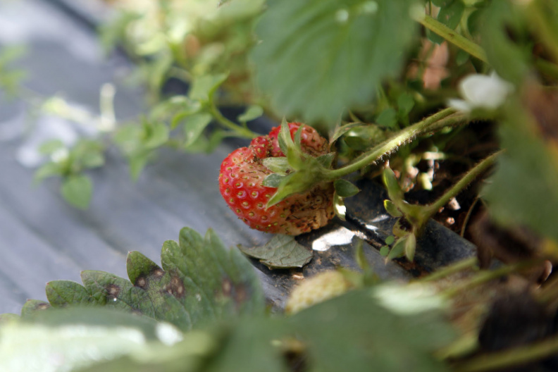 strawberry-in-Dalat-organic-farm.jpg