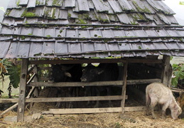 water-buffalo-house-in-winter