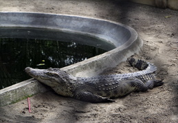 Croccodile