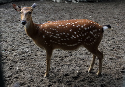 Spotted deer