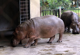 Hippo family