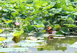 boy-cutting-lotus-flower