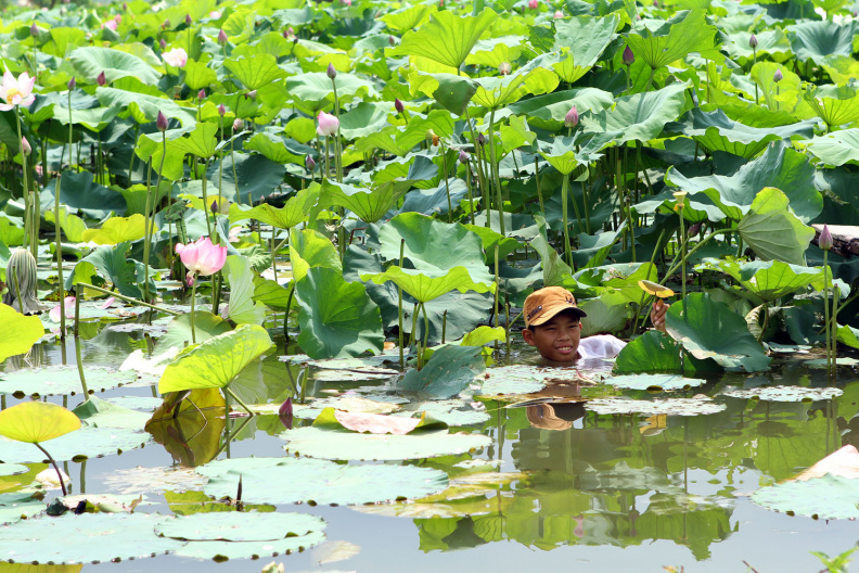 boy-cutting-lotus-flower.jpg