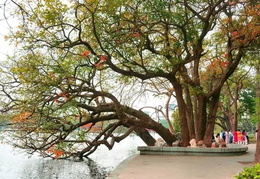Barringtonia old tree with nine roots